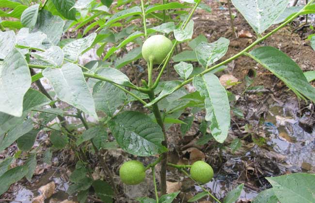 核桃树苗几年挂果