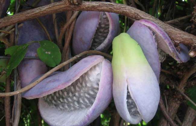 野香蕉