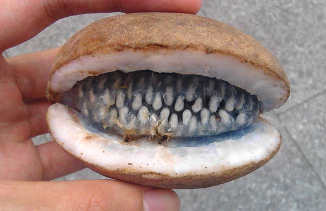 野香蕉