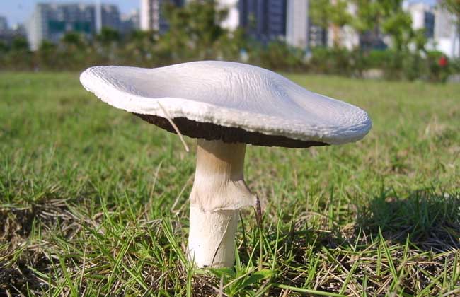 牛－蘑菇－蚯蚓－鸡－猪－鱼模式