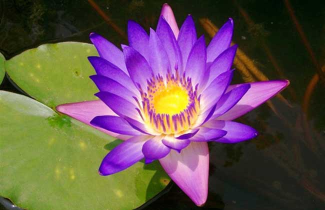 水生花卉栽培