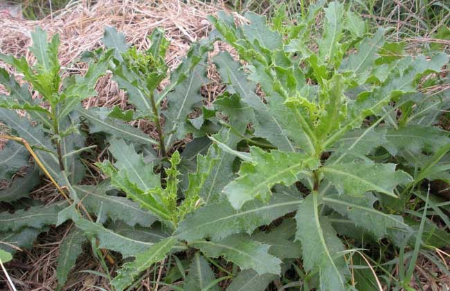 野菜种植项目