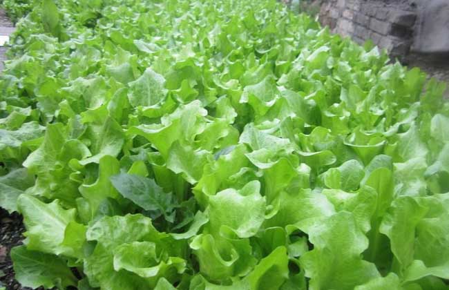 农业种植项目补贴
