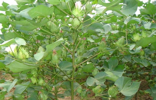 农业种植项目补贴