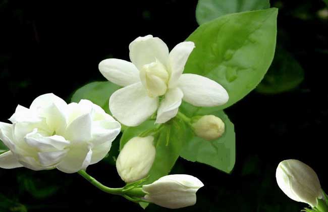 茉莉花叶子发黄怎么办？