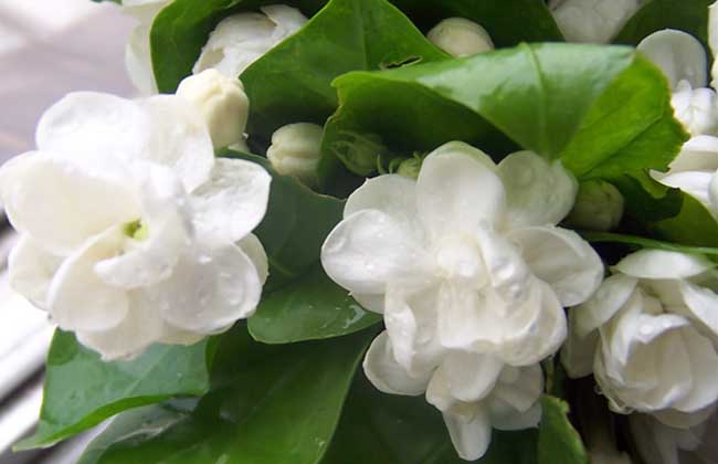 茉莉花叶子发黄怎么办