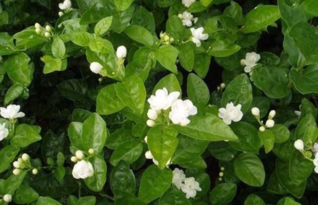茉莉花叶子发黄怎么办