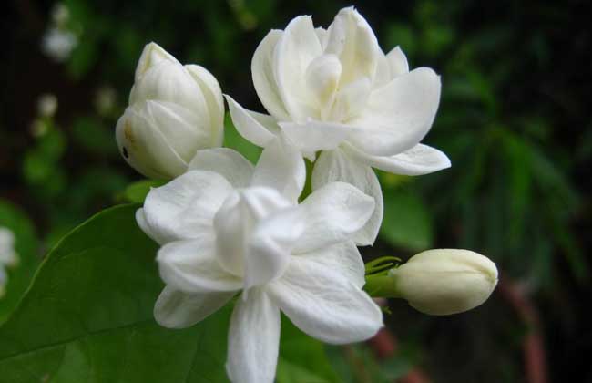 茉莉花茶价格多少钱