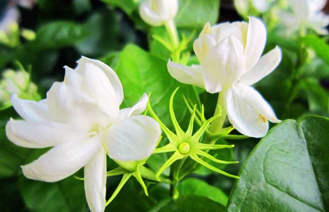 茉莉花茶价格多少钱