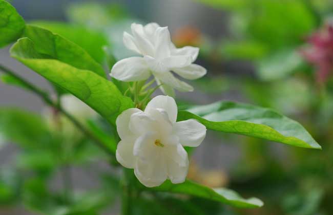茉莉花茶价格多少钱