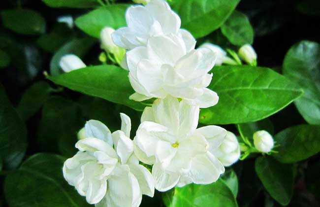 茉莉花茶价格多少钱