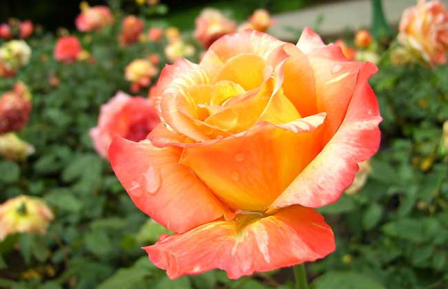 月季花育苗技术
