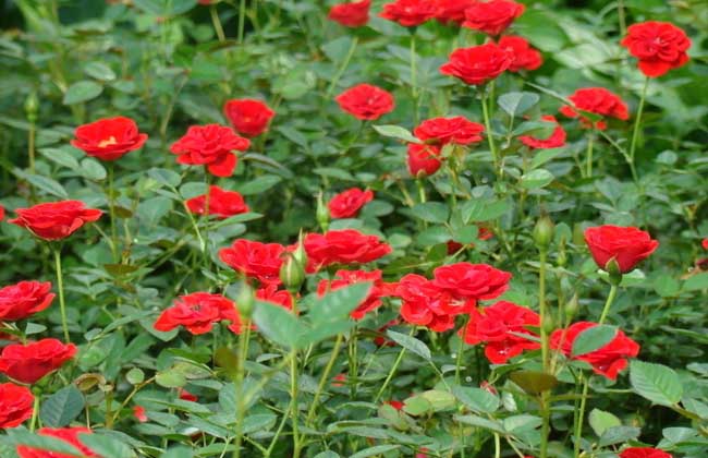 月季花育苗技术