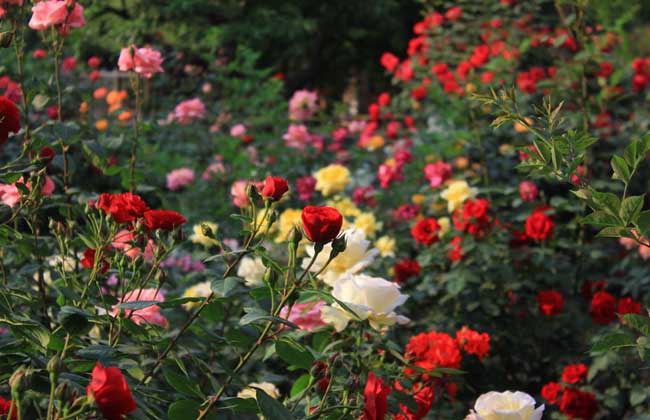 月季花育苗技术