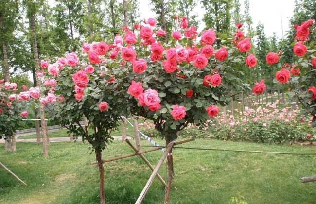 月季花育苗技术