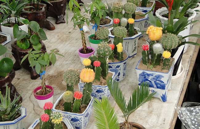 花卉培植
