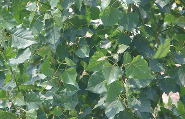 白杨树种植技术