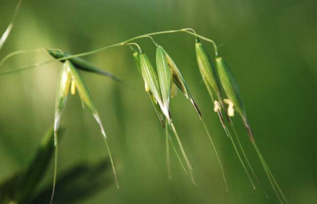 野燕麦