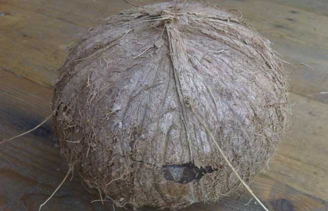 椰子怎么打开