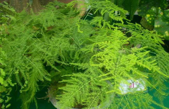 文竹什么时候开花
