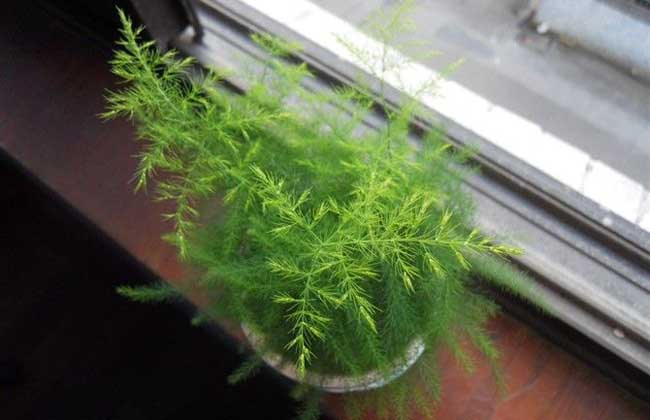 文竹什么时候开花