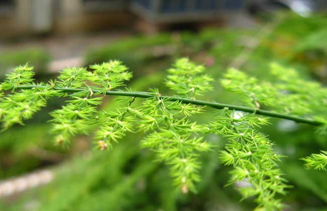 文竹什么时候开花