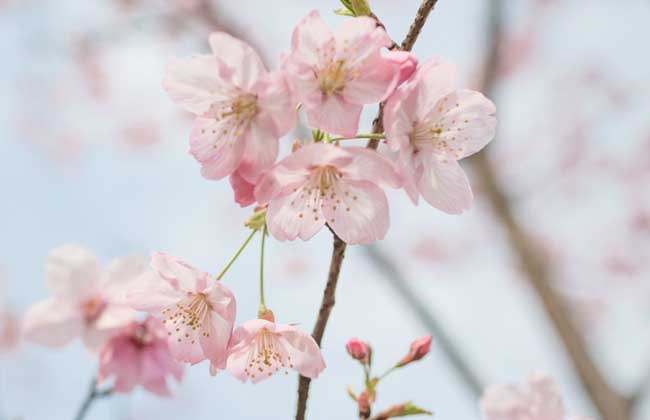 樱花树