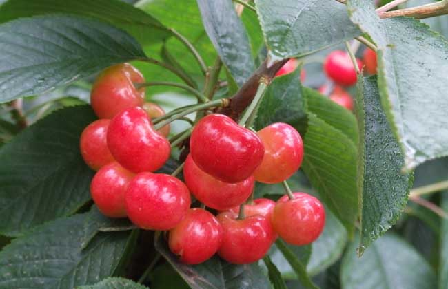 樱桃虫子
