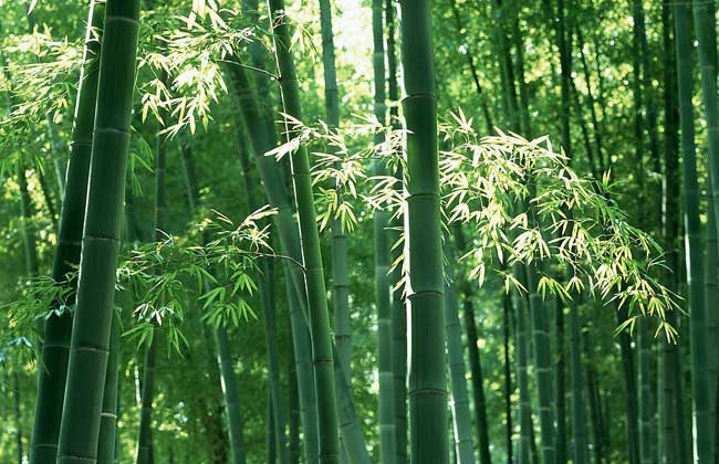 竹子的用途