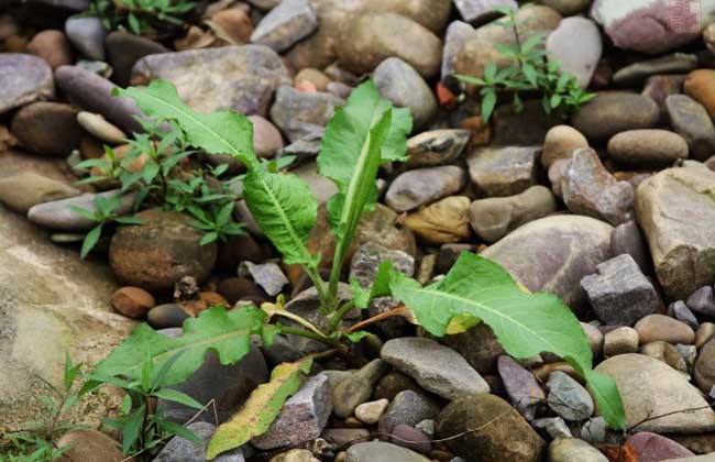 野菠菜