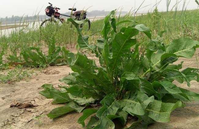 野菠菜