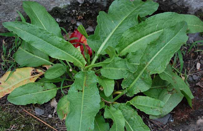 野菠菜