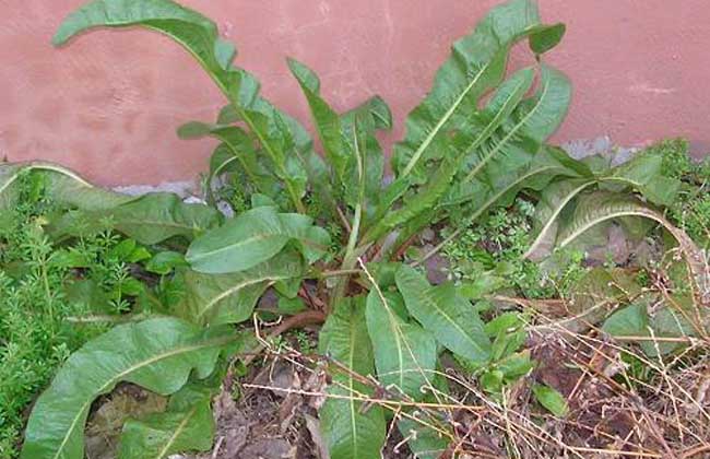野菠菜