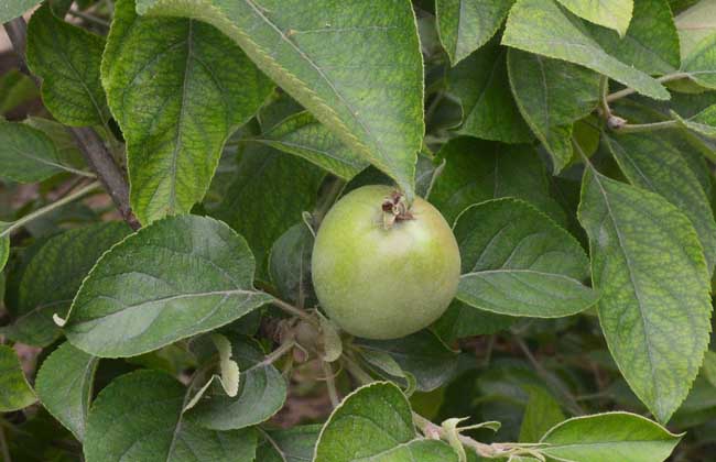 苹果树黄叶病