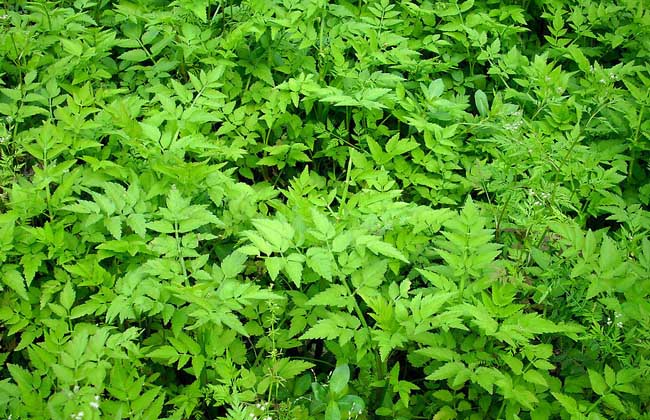野芹菜