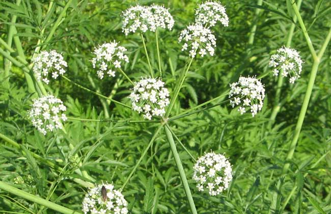 野芹菜