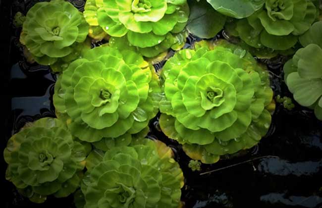 水生花卉栽培