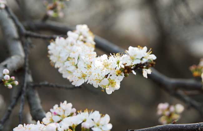李花