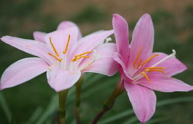 水仙花