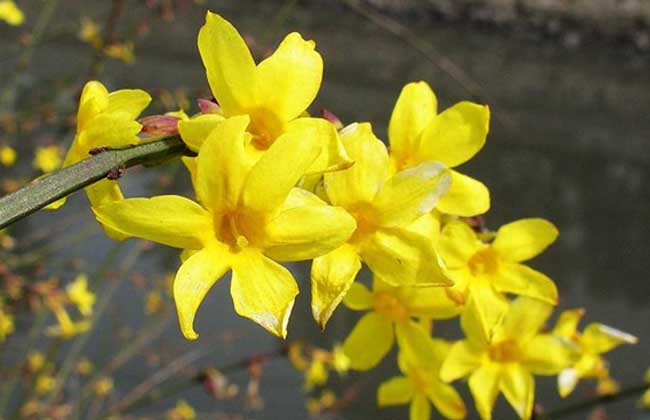 迎春花