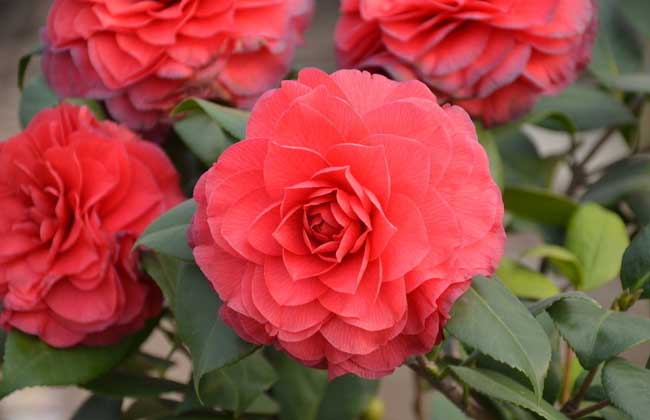 山茶花