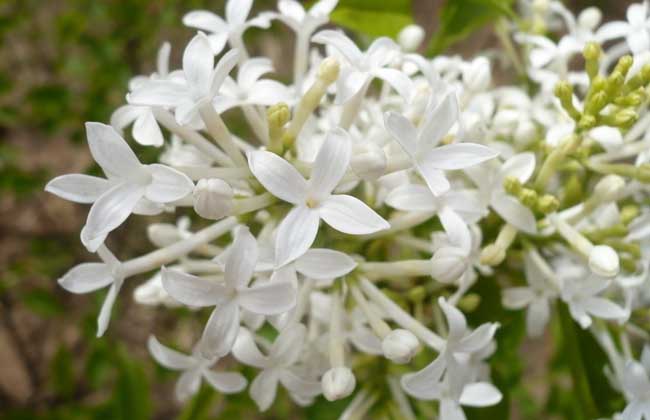 丁香花