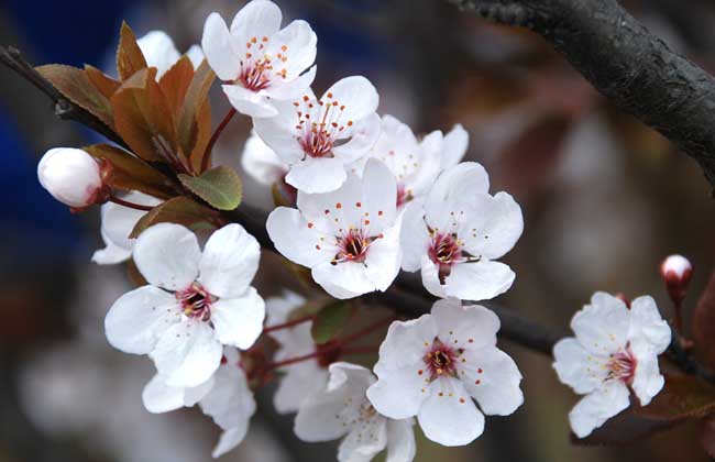 樱花