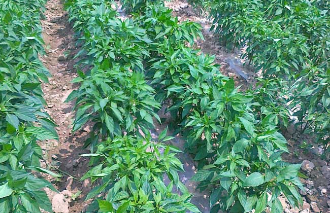 大棚辣椒栽培技术