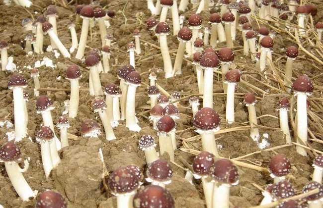 大球盖菇栽培技术