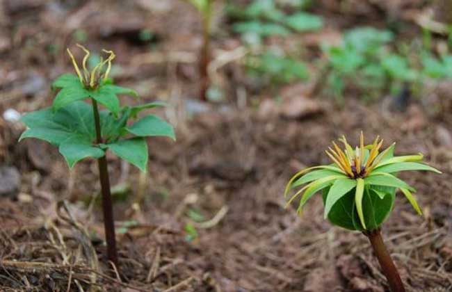 药材种植