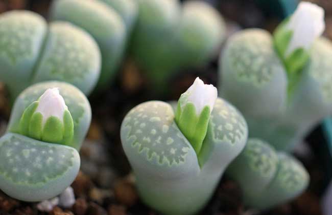 多肉植物怎么养
