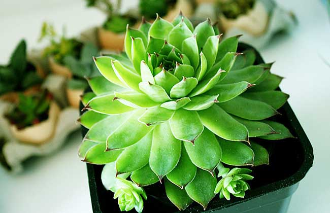 多肉植物怎么养