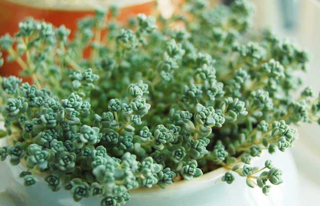 多肉植物怎么养