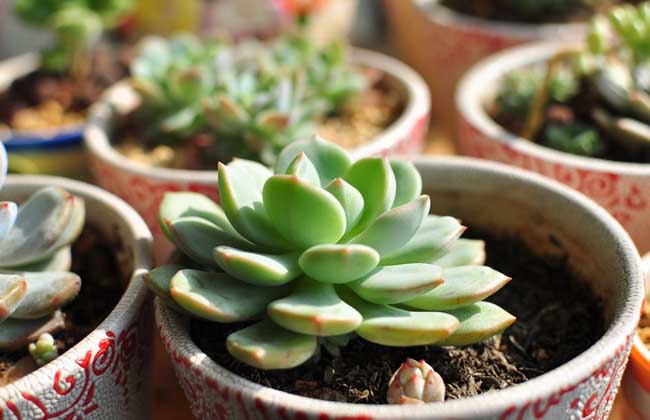 多肉植物怎么养
